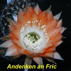 EP-H. Andenken an Fric.4.1.jpg 
